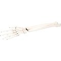 Fabrication Enterprises 3B® Anatomical Model - Loose Bones, Hand Skeleton with Ulna and Radius, Right 12-4581R